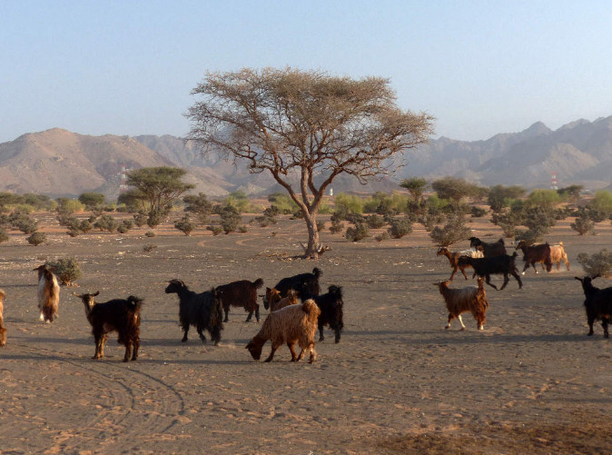 Goats near a road, Oman - Schoene Aussichten Touristik